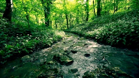 Beautiful forest river Stock Footage 100465999