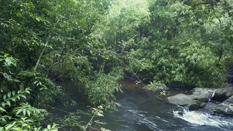 Beautiful Forest River Pan Vídeo Stock 72172870