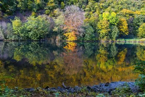 A beautiful forest with a river running through it Stock Photos