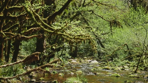 Beautiful forest river stream. Tree trunks covered a moss. Relaxation Stock Footage 204865810