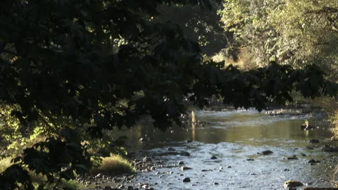 Beautiful Forest River Valley In The Pacific Northwest Stock Footage 318043939