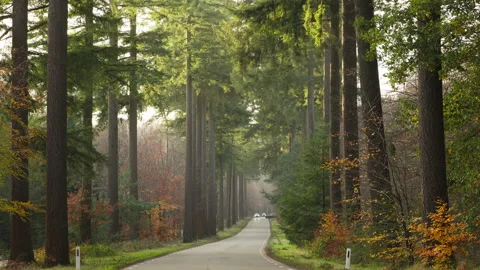 Beautiful forest road at sunset at autumn. A few cars are driving Stock Footage 269186953