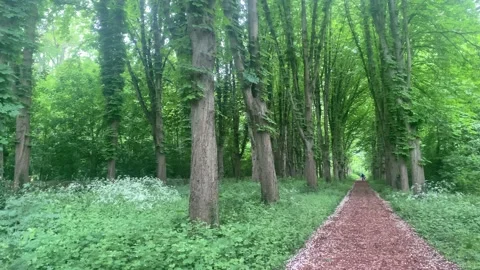 Beautiful forest in Sceaux Stock Footage 172301996