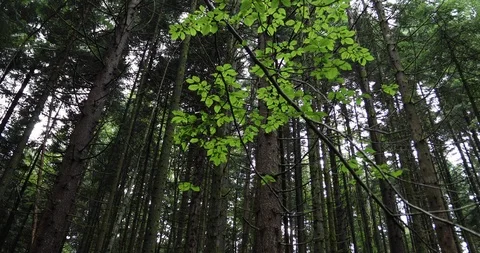 Beautiful forest scene background Stock Footage 95552144