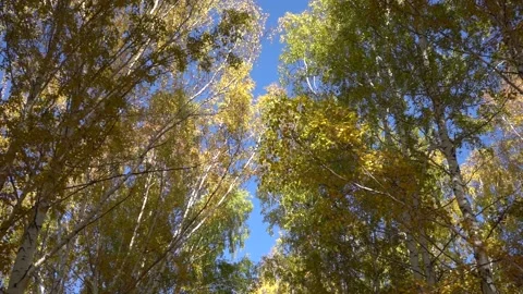 Beautiful forest scene, bottom view of tall trees in motion Stock Footage 140722701