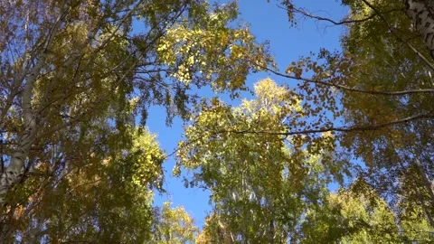 Beautiful forest scene, bottom view of tall trees in motion Stock Footage 143531378