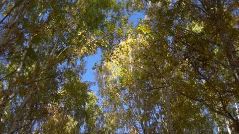 Beautiful forest scene, bottom view of tall trees in motion Video stock 148101479