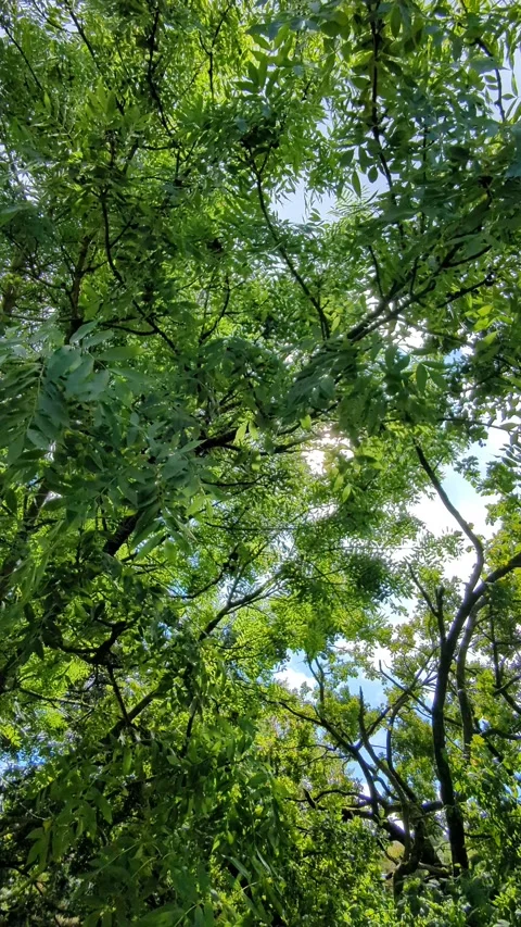 Beautiful forest scene with sunlight streaming through tree foliage. Natural gol Stock Footage 317146385