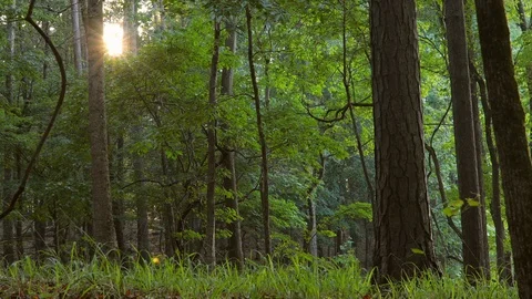 Beautiful forest scene with sunlight through the trees, slider shot. Stock Footage 108345720