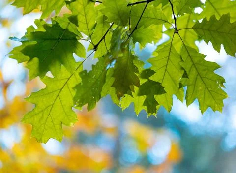 Beautiful forest scenery with native trees. Stock Photos