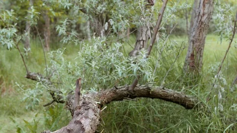 Beautiful forest with shining sun rays. Nature background. Stock Footage 110732028