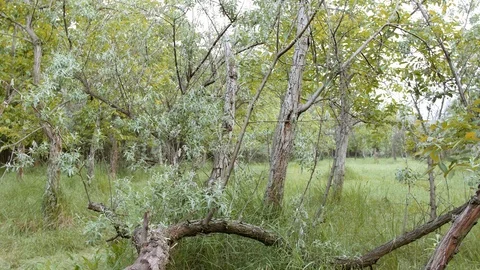 Beautiful forest with shining sun rays. Nature background. Stock Footage 110732109