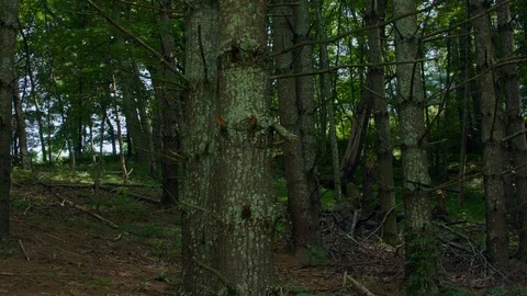 BEAUTIFUL FOREST SHOT 스톡 동영상 105416025