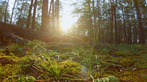Beautiful forest shot Stock Footage 111315335
