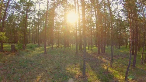 Beautiful forest shot Stock Footage 111315831