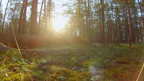 Beautiful forest shot Stock Footage 111352807