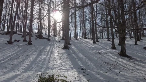 Beautiful forest with snow with sun rays through the tree branches Video stock 145597025