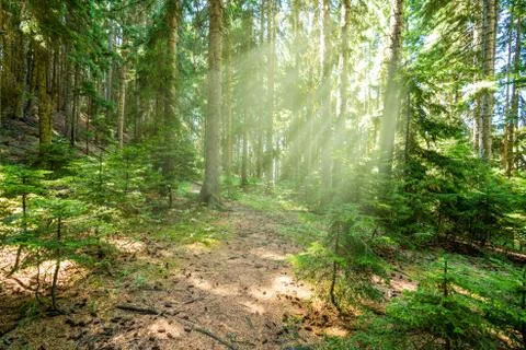 Beautiful forest in spring with bright sun shining through the trees Stock Photos