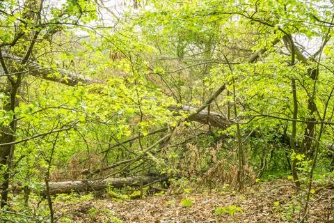 Beautiful forest in spring with bright sun shining through the trees. Czech Stock Photos