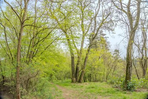 Beautiful forest in spring with bright sun shining through the trees. Czech Stock Photos