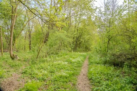 Beautiful forest in spring with bright sun shining through the trees. Czech Stock Photos