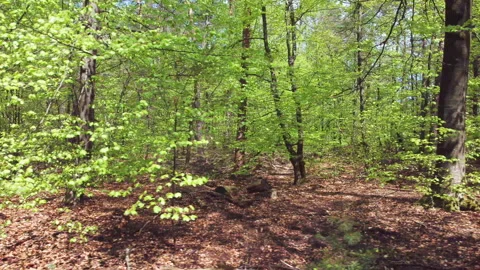 Beautiful forest in the spring with lots of fresh greenery. Stock-Footage 209150407