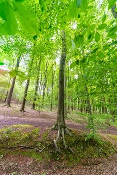 Beautiful forest in springtime Foto stock