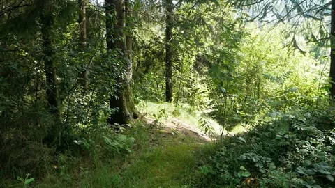 Beautiful forest. Spruce. Stock Footage 95112445