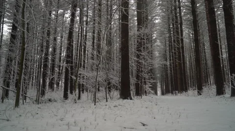Beautiful forest of straight tall pine trees in the winter as fresh snow falls Stock Footage 61005953