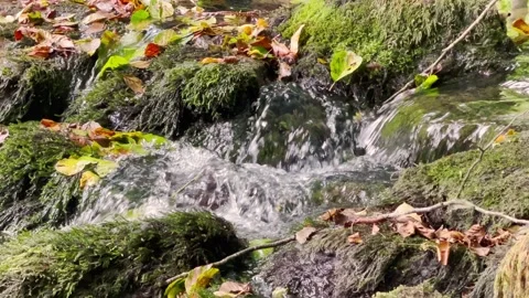 Beautiful forest stream closeup Video stock 320497622