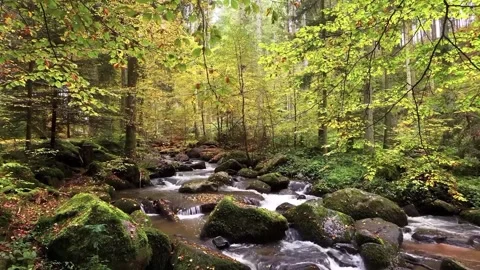 Beautiful Forest Stream Flowing Through Mossy Rocks in Autumn Landscape Stock Footage 337111068