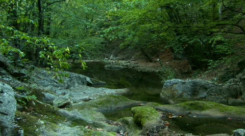 Beautiful forest. Stream Flows-1 Video stock 525971