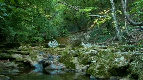 Beautiful forest. Stream Flows Video stock 525993
