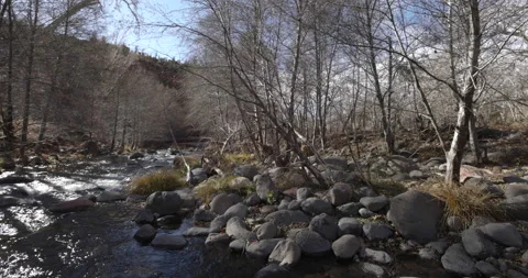 Beautiful forest stream with rocks and winter trees filmed in slow motion. Stock Footage 146662852