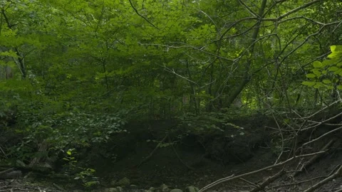 Beautiful forest stream with a tilt. Stock Footage 158034023