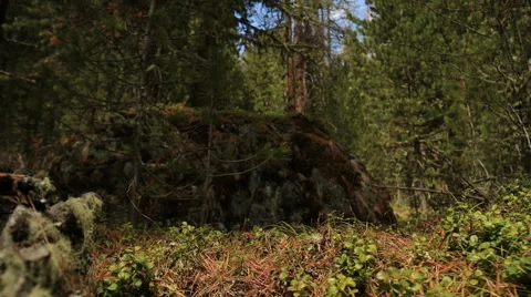 Beautiful forest in summer Stock Footage 54103797