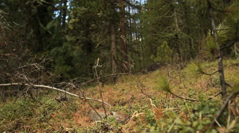 Beautiful forest in summer Stock Footage 54103915