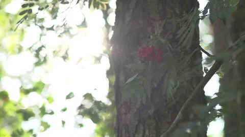 Beautiful Forest in Summer Time Stock Footage