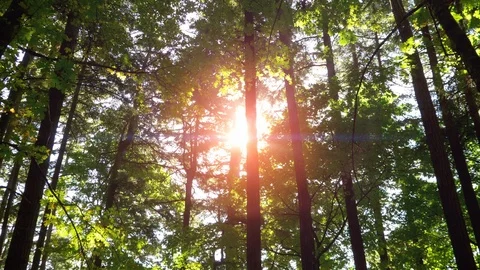 Beautiful Forest Sun Light Shine Through Tree Park Landscape, Sunshine Sunlight Stock Footage 88300272