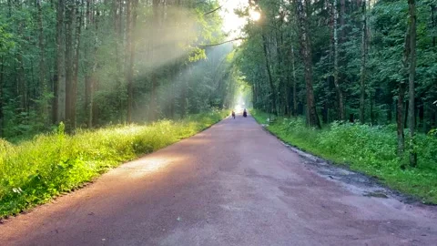 Beautiful forest sunbeam make their way through the foliage of green trees and Stock Footage 136900660