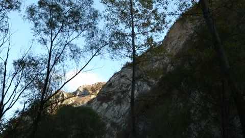 Beautiful forest with sunlight 8 Stock Footage 317341297