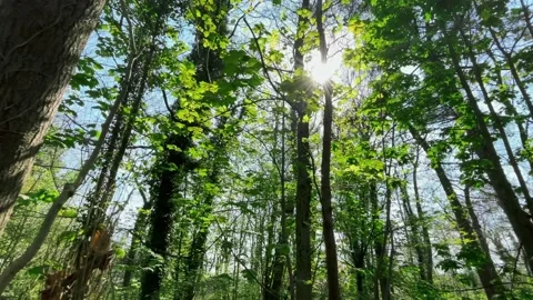 Beautiful Forest Sunlight Stock Footage 153461178
