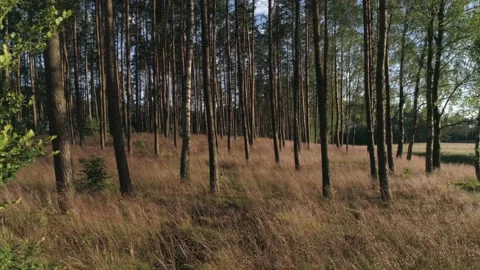 Beautiful forest in sunset Stock Footage 136919191