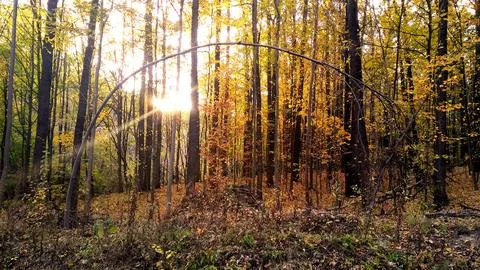 Beautiful forest sunset. Stock Photos