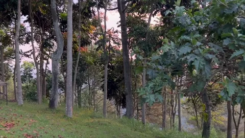 Beautiful forest with tall trees and green grass during golden hour. Video stock 332367547