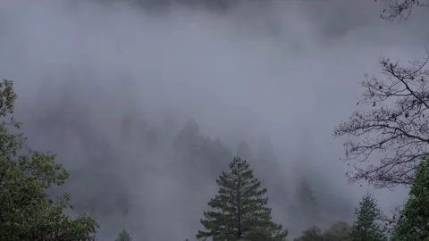 Beautiful forest  time lapse Stock Footage 147733512