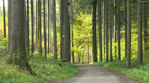 Beautiful forest trail Stock Footage 32258706