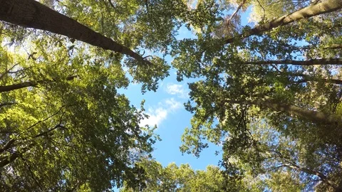 Beautiful Forest Tree Tops - Summer Forest Canopy Nature Scene Stock Footage 110959759