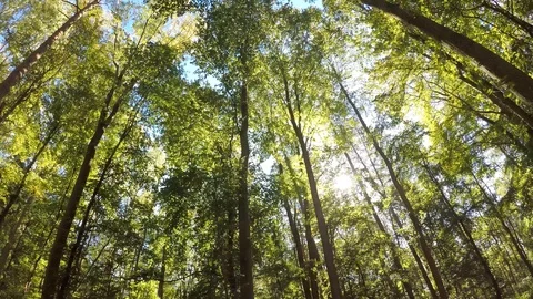 Beautiful Forest Tree Tops - Summer Forest Canopy Nature Scene Stock Footage 110959782