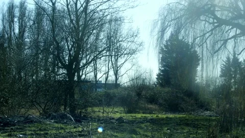 Beautiful Forest Trees Video stock 234240628